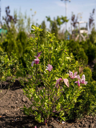 Magnolie tufa